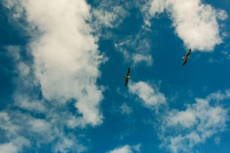 Taquitos air fryer - stock photo