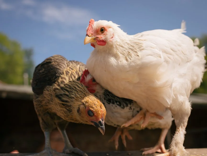 Blue-and-gold chicken in air fryer - stock photo